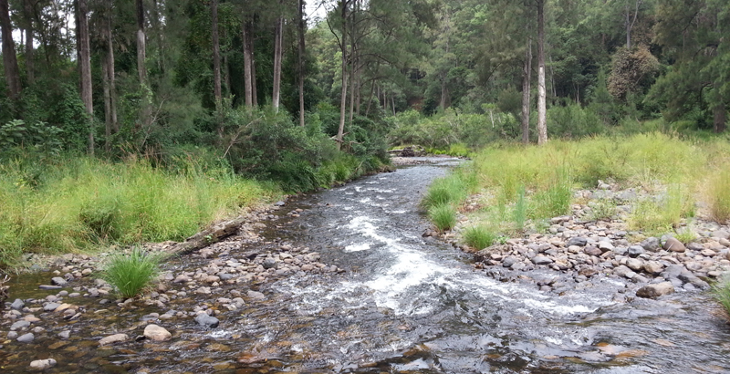 Tarkeeth Forest
